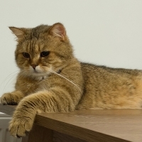 Tabby Bri..
