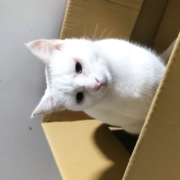 Oyuncu bi..