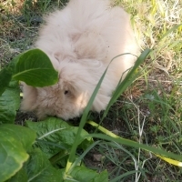Gofik yuv..