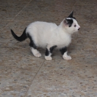Adı (Şeke..