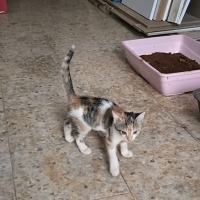 Adı DORA..