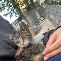Tek Kalmış Yavru Calico