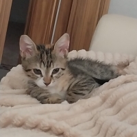 2 aylık t..