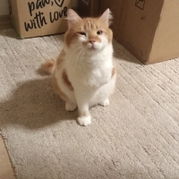Tek kolu olmayan sevgi dolu kedi