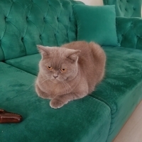 Guzel kedimi sahiplendirmek istiyorum..