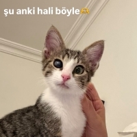 Tek gözü..