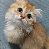 Minik oyuncu Mia'ya yuva arıyoruz
