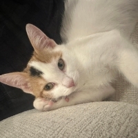 🐾 Ömürlü..
