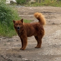 Çin aslan..