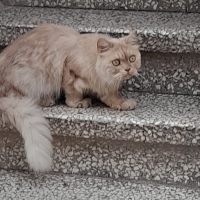Sokağı terk edilmiş