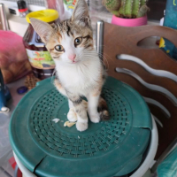 DÜNYA TAT..