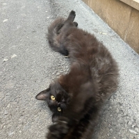 Pamuk gib..