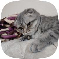 Cins kedi..