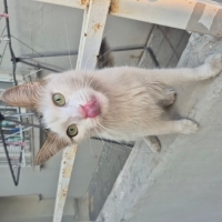 SOKAĞA AT..