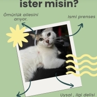 Tam bir p..