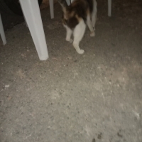 Değişik c..