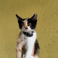 CALICO 3...