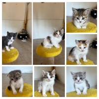 Bu minikl..