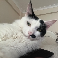 10 aylık çipli kısır erkek kedi