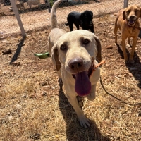 Labrador..