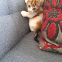 Sevimli s..