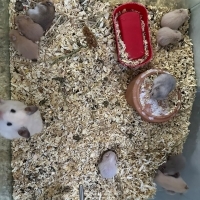 hamster s..