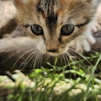 Sevimli b..