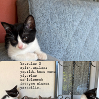 5 tekir&b..