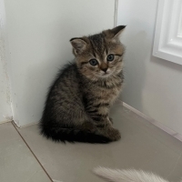 2.5 aylık..