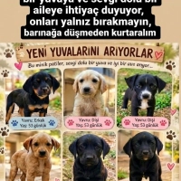 Minik can..