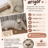 Uysal Oğl..