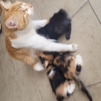 1.5 aylık..
