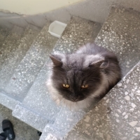 Sokağa at..