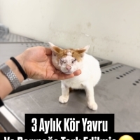 Kör Yavru..