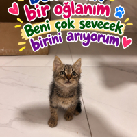 Aşıları t..