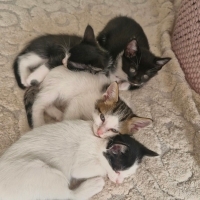 4 kardeşe..