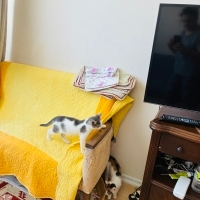 Şirin mi..