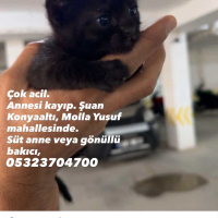 Süt anne..