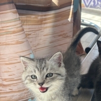 2.5 aylık..