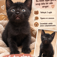 Panter'e..