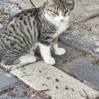 pamuk gib..