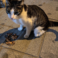 3 Bacaklı Dişi Kediye Acil Ömürlük Yuva!