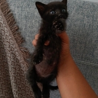 PANTER İÇ..