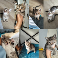 4 erkek y..
