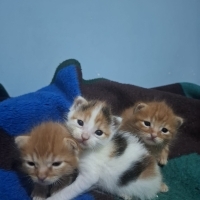 Tarçın Si..