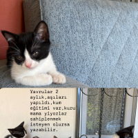 4 yavru g..