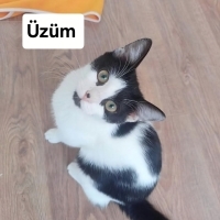 8 AYLIK K..