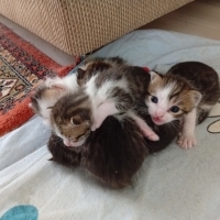 4 adet yavru kedi