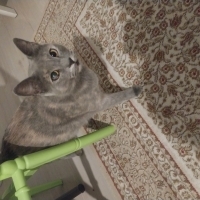 Acil Yuva. Geçici evinde son günleri.