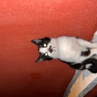 siyah kedi acil yuva